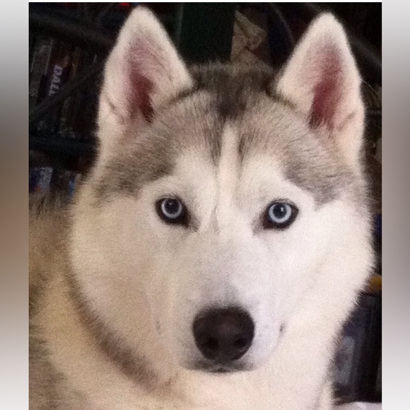 Meet your Posher, Angelea - Picture 1 of 1